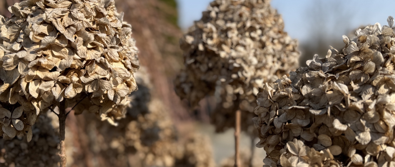 Kiedy ciąć hortensje bukietowe? Nie zwlekaj z tym zabiegiem!