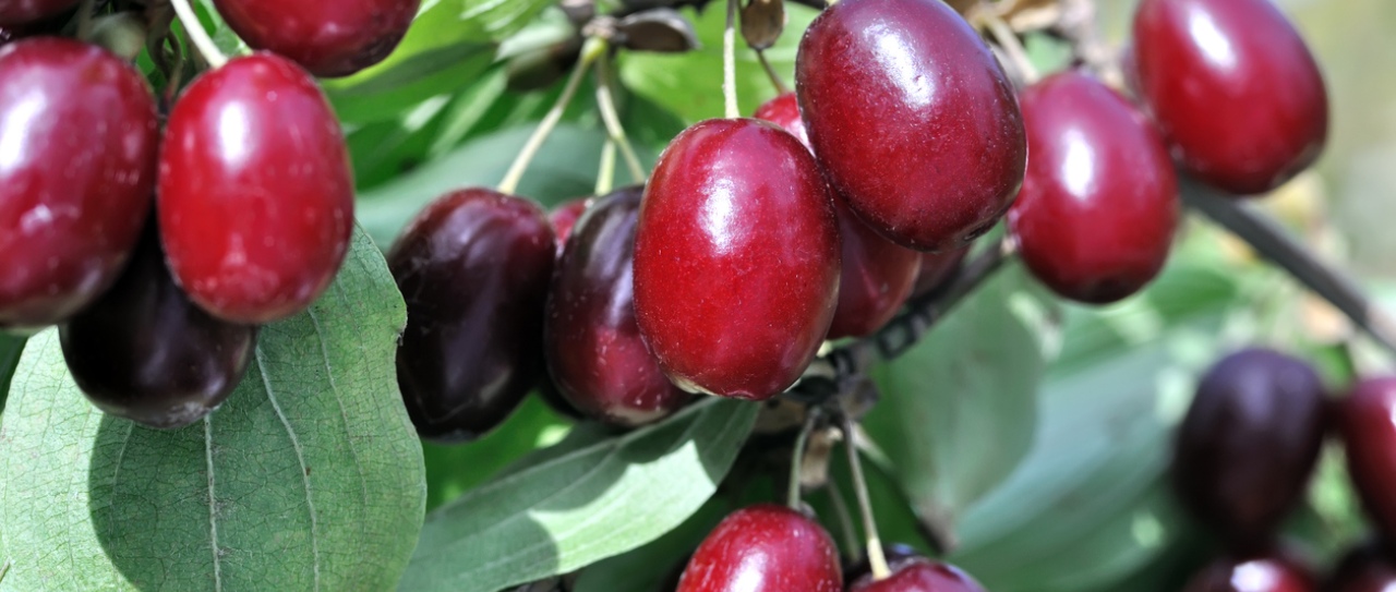 TOP 5 najsłodszych odmian derenia jadalnego